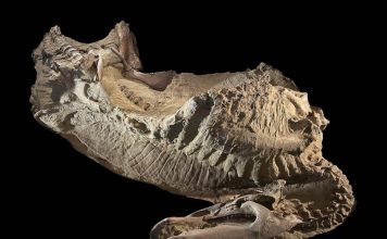 Momies de Dinosaures du Wyoming Ne Sont Pas des Momies Momies de Dinosaures du Wyoming Ne Sont Pas des Momies