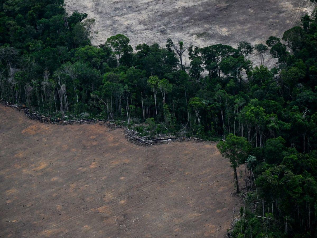 COP 30 Difficulté du Financement Contre la Déforestation COP 30 Difficulté du Financement Contre la Déforestation
