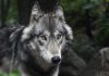 État Annonce Stabilité du Nombre de Loups en France État Annonce Stabilité du Nombre de Loups en France