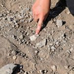 Découverte d’un Pied Fossilisé Contemporain de Lucy Découverte d'un Pied Fossilisé Contemporain de Lucy