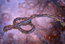 Ebola Et Les Organoïdes Dans Le Système Digestif Ebola Et Les Organoïdes Dans Le Système Digestif