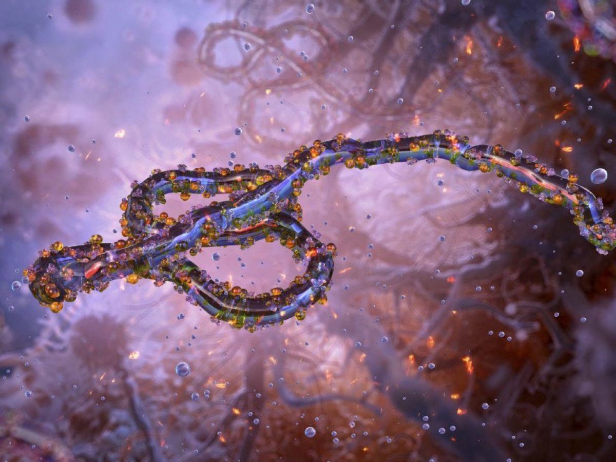 Ebola Et Les Organoïdes Dans Le Système Digestif Ebola Et Les Organoïdes Dans Le Système Digestif