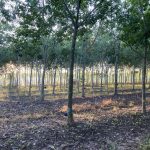 Caoutchouc Naturel: Plan d’Action pour Culture Durable Caoutchouc Naturel: Plan d'Action pour Culture Durable