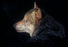 Tribunal Suédois Bloque Abattage de Loups Pour 2026 Tribunal Suédois Bloque Abattage de Loups Pour 2026