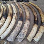 Trafic D’Ivoire: Un Présumé Trafiquant Arrêté À Lomé Trafic D'Ivoire: Un Présumé Trafiquant Arrêté À Lomé