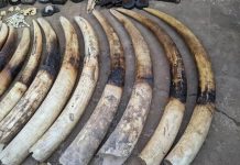 Trafic D’Ivoire: Un Présumé Trafiquant Arrêté À Lomé Trafic D'Ivoire: Un Présumé Trafiquant Arrêté À Lomé