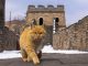 Introduction Des Chats En Chine Par Les Routes De La Soie Introduction Des Chats En Chine Par Les Routes De La Soie