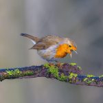 Bruit Et Reproduction Des Oiseaux: Solutions Disponibles Bruit Et Reproduction Des Oiseaux: Solutions Disponibles