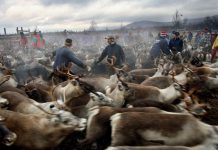 Les Samis, un Peuple en Sursis? Les Samis, un Peuple en Sursis?