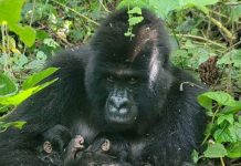 Bonnes Nouvelles Scientifiques de Janvier 2026 Bonnes Nouvelles Scientifiques de Janvier 2026