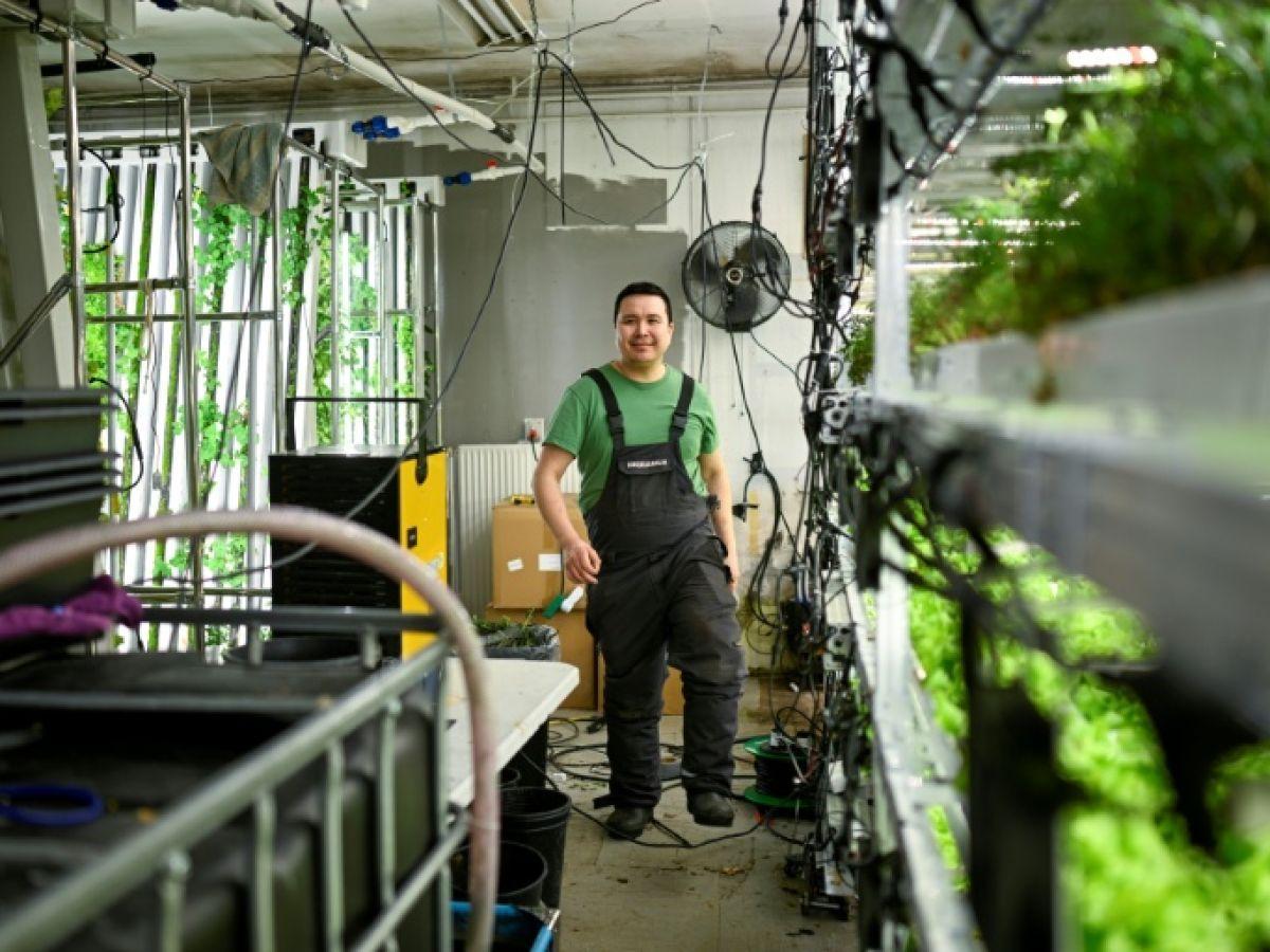 Pari Fou d'un Entrepreneur pour Cultiver des Salades au Groenland Pari Fou d'un Entrepreneur pour Cultiver des Salades au Groenland