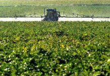 Loi Duplomb et Risques des Néonicotinoïdes Loi Duplomb et Risques des Néonicotinoïdes