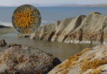 L’âge du plus ancien lichen connu L'âge du plus ancien lichen connu