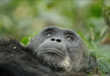 Consommation D’Alcool Chez Les Chimpanzés Confirmée Consommation D'Alcool Chez Les Chimpanzés Confirmée