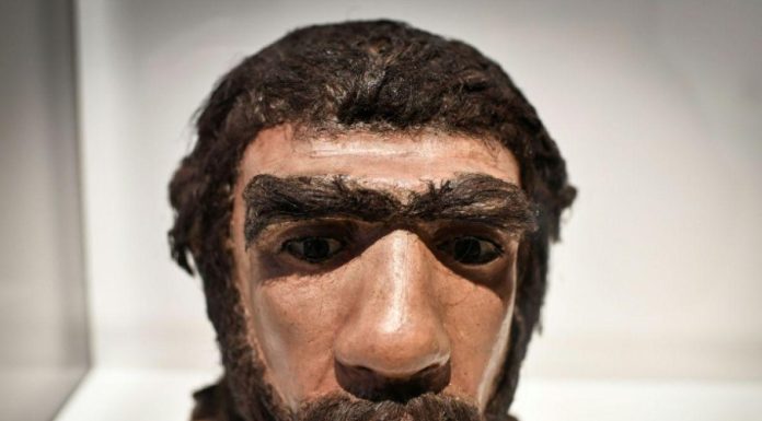 Accouplements entre Néandertaliens et Homo sapiens Accouplements entre Néandertaliens et Homo sapiens