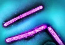 Un supermicroscope pour traquer la grippe Un supermicroscope pour traquer la grippe