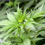 Cannabis Et Troubles Mentaux: Peu De Preuves Selon Étude Cannabis Et Troubles Mentaux: Peu De Preuves Selon Étude