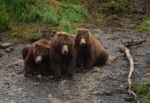 Les ours bruns d’Alaska reconnus un par un par IA Les ours bruns d’Alaska reconnus un par un par IA