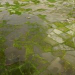 Afrique: Pertes de 10-20 Milliards $ Dues à El Niño Afrique: Pertes de 10-20 Milliards $ Dues à El Niño