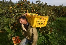 تونس تخفف قيود تصدير المنتجات الزراعية نحو ليبيا