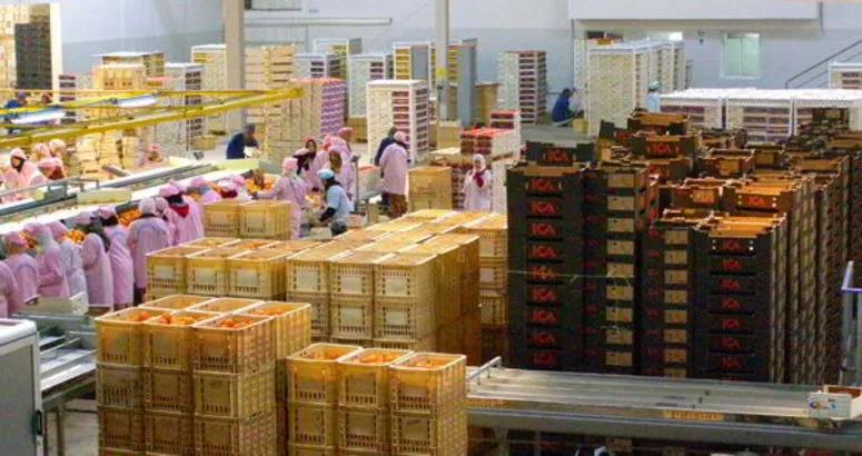 تطور صادرات التمور ب8ر1 بالمائة مقابل تراجع ب 7ر3 بالمائة على مستوى القيمة تطور صادرات التمور ب8ر1 بالمائة مقابل تراجع ب 7ر3 بالمائة على مستوى القيمة