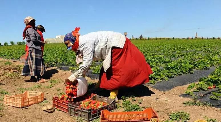 سيدي بوزيد: انطلاق موسم جني الغلال الصيفية وسط تعطّل في عمليات التصدير سيدي بوزيد: انطلاق موسم جني الغلال الصيفية وسط تعطّل في عمليات التصدير