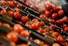 دراسة تثبت فاعلية الطماطم في الحماية من أخطر ما يصيب المخ دراسة تثبت فاعلية الطماطم في الحماية من أخطر ما يصيب المخ