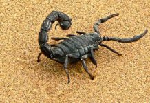 هل حقنة سم العقرب تقضي على فيروس كورونا… فيديو هل حقنة سم العقرب تقضي على فيروس كورونا... فيديو