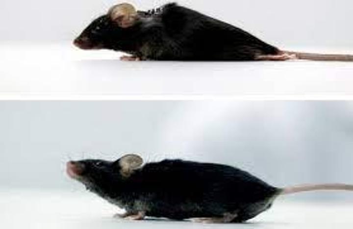 علاج جديد يعزز التعافي من الشلل