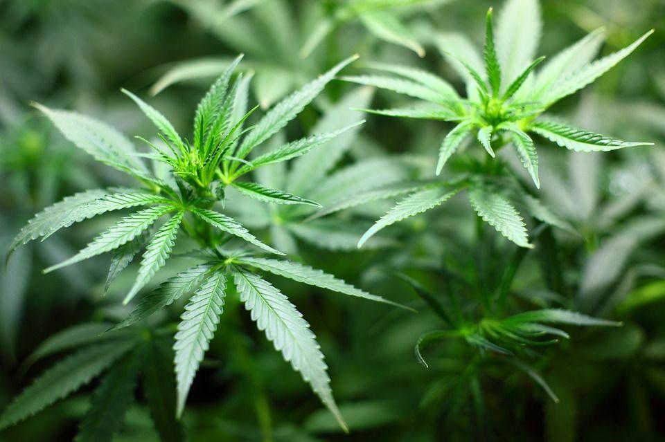 دعوات لتقنين الإستثمار في ''الزطلة'' من أجل الإستعمال الطبي والصناعي في تونس دعوات لتقنين الإستثمار في ''الزطلة'' من أجل الإستعمال الطبي والصناعي في تونس