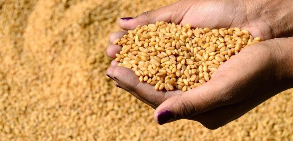 وزارة الفلاحة تخطط لتوفير 450 الف قنطار من البذور الممتازة القابلة للاستخدام بداية من غرة سبتمبر 2022 وزارة الفلاحة تخطط لتوفير 450 الف قنطار من البذور الممتازة القابلة للاستخدام بداية من غرة سبتمبر 2022