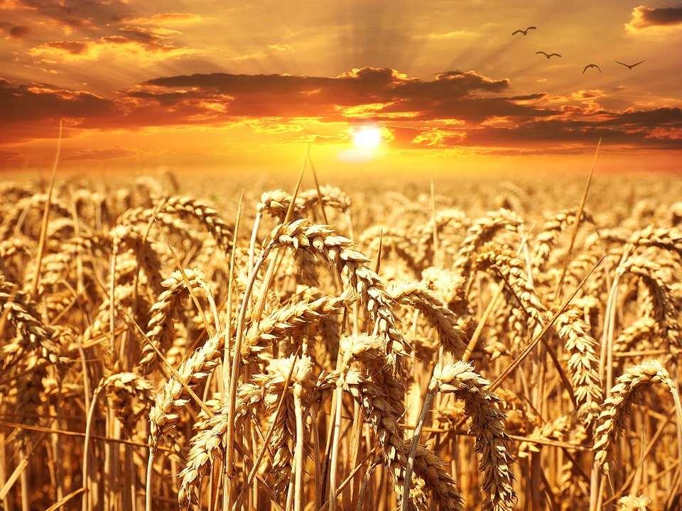 نابل: صابة حبوب واعدة واستعدادات حثيثة لتأمين موسم الحصاد وحماية الصابة نابل: صابة حبوب واعدة واستعدادات حثيثة لتأمين موسم الحصاد وحماية الصابة