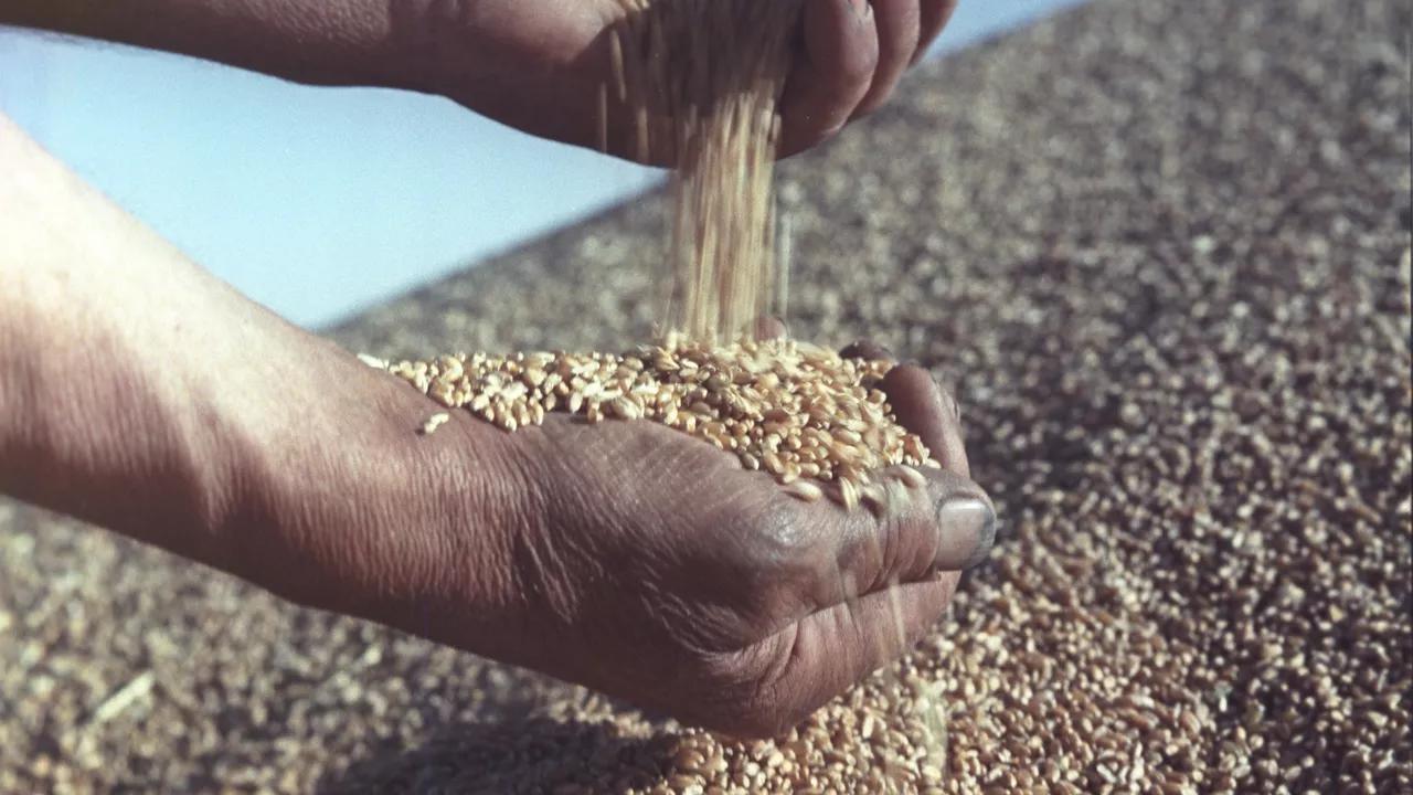 شحنات الحبوب الروسية إلى الشرق الأوسط لم تنقطع على الرغم من العقوبات الغربية شحنات الحبوب الروسية إلى الشرق الأوسط لم تنقطع على الرغم من العقوبات الغربية