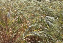 القطاع الزراعي في تونس تحت رحمة المناخ القطاع الزراعي في تونس تحت رحمة المناخ