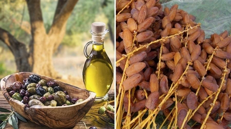 انخفاض صابة الزيتون وارتفاع صابة التمور انخفاض صابة الزيتون وارتفاع صابة التمور