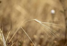 تونس تقترض 87.1 مليون دولار لدعم منظومة الحبوب تونس تقترض 87.1 مليون دولار لدعم منظومة الحبوب