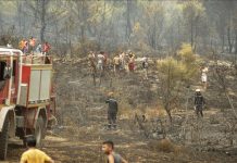 حريق يلتهم 8 هكتارات من غابة شمال غربي تونس حريق يلتهم 8 هكتارات من غابة شمال غربي تونس