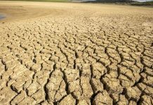 بعد الجفاف والحرائق.. خسائر الموسم الزراعي في تونس تتفاقم بعد الجفاف والحرائق.. خسائر الموسم الزراعي في تونس تتفاقم