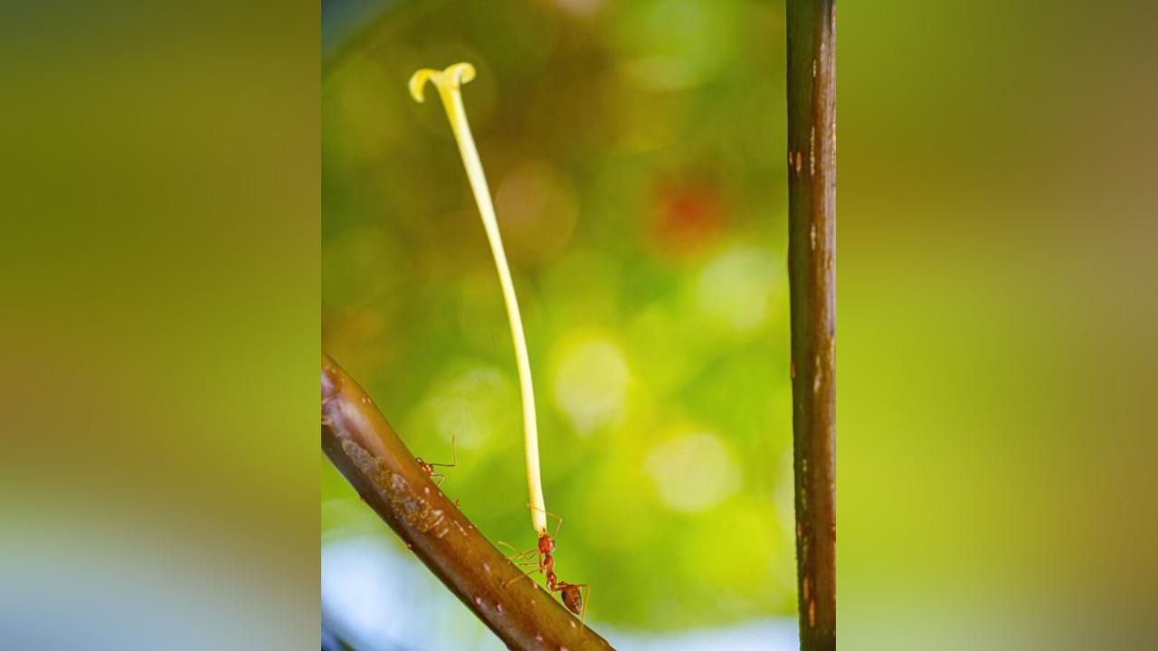 علماء يحذرون من انتشار النمل الأحمر “الناري”: غزو قد ينهي الحياة علماء يحذرون من انتشار النمل الأحمر “الناري”: غزو قد ينهي الحياة