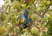 “سبيبة”.. عاصمة التفاح التونسي "سبيبة".. عاصمة التفاح التونسي