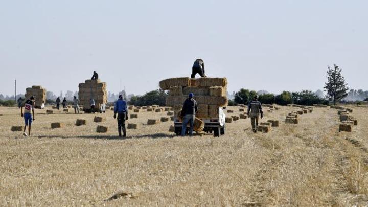 الجفاف يهدد الأمن الغذائي لتونس