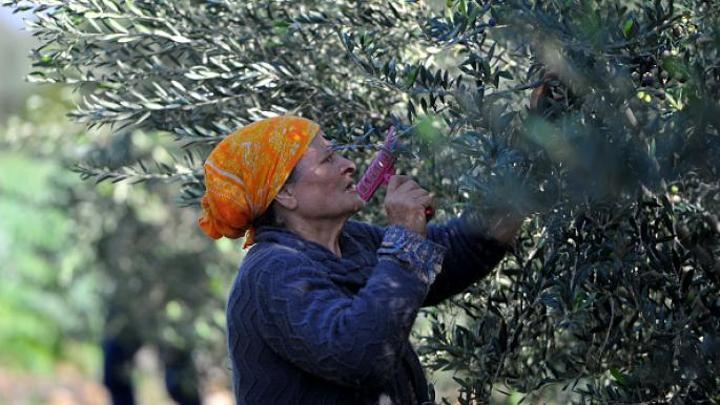ضريبة تعرقل انطلاقة موسم الزيتون التونسي