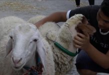 لن نشتري خروفا هذا العيد.. تونسيون لا يطيقون غلاء الأضاحي لن نشتري خروفا هذا العيد.. تونسيون لا يطيقون غلاء الأضاحي