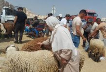 عيد الأضحى في تونس.. حضرت الأضاحي والسلع فغاب الزبائن عيد الأضحى في تونس.. حضرت الأضاحي والسلع فغاب الزبائن