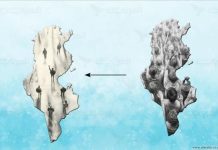 سؤال محيّر… أين ذهبوا؟ سؤال محيّر... أين ذهبوا؟