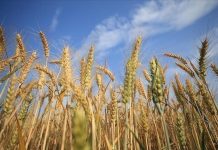 نقابي تونسي: 470 مليون دولار ديون مزارعينا ونأمل بموسم مبشر نقابي تونسي: 470 مليون دولار ديون مزارعينا ونأمل بموسم مبشر (مقابلة)