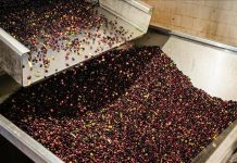 انهيار أسعار الزيت يثير غضب مزارعي الزيتون في تونس انهيار أسعار الزيت يثير غضب مزارعي الزيتون في تونس