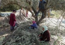 الزيت والزيتون والتونسيون الزيت والزيتون والتونسيون