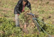 صادرات الغذاء في تونس تصمد أمام الجفاف… عائدات قياسية صادرات الغذاء في تونس تصمد أمام الجفاف... عائدات قياسية