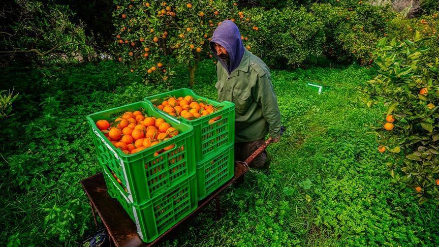 برتقال تونس.. موسم مبشر رغم الجفاف